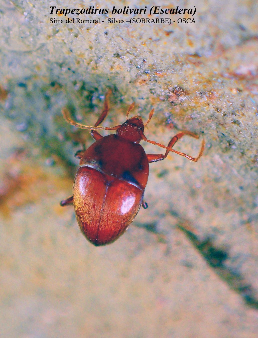 TRAPEZODIRUS BOLIVARI - Sima del Romeral- SILVES . (SOBRARBE) - OSCA