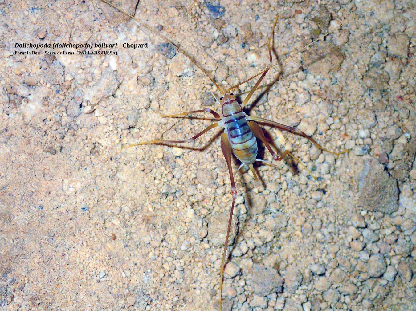 DOLICHOPODA (DOLICHOPODA) BOLIVARI - FORAT LA BOU  -  SERRA DE LERÀS  (PALLARS JUSSÀ)