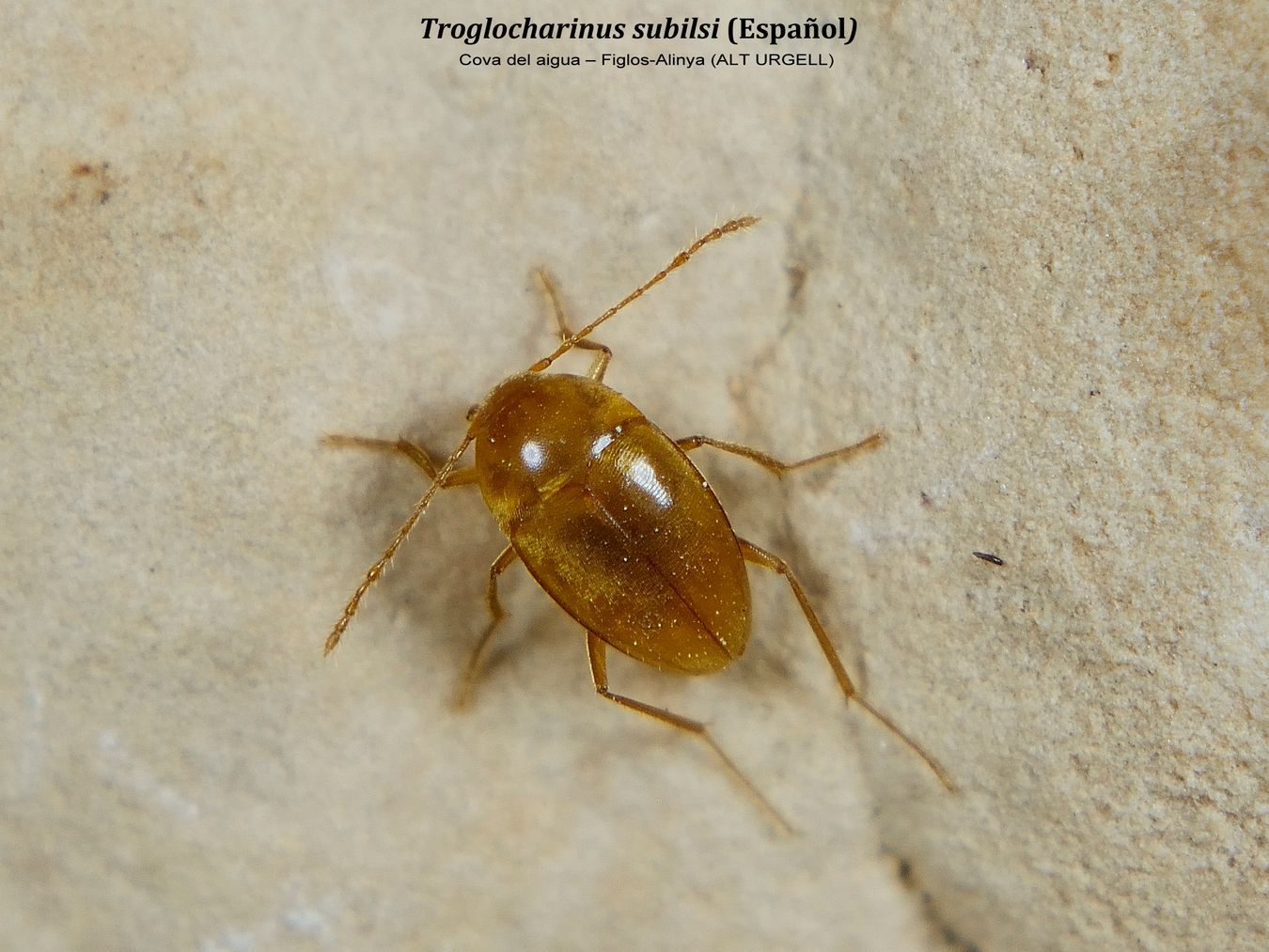 Troglocharinus subilsi - cv. del aigua - Figols-Alinya (ALT URGELL)a