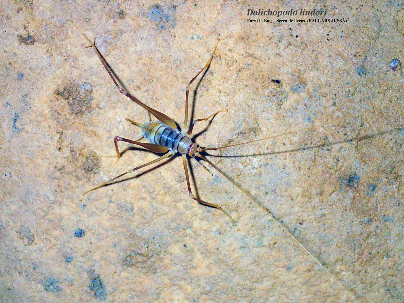 DOLICHOPODA LINDERI - FORAT LA BOU  -  SERRA DE LERÀS  (PALLARS JUSSÀ)