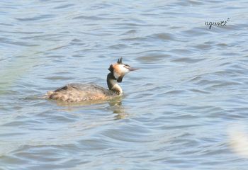 Cabussó emplomallat  (Podiceps cristatus)