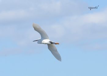 Martinet blanc  (Egretta garzetta)