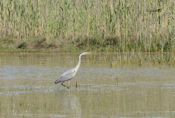 Bernat pescaire  (Ardea cinerea)