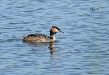 Cabussó emplomallat  (Podiceps cristatus)