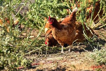 gallines NIU D'OUS