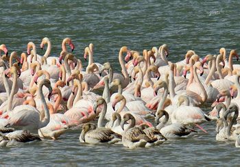 Flamencs al Delta d’Ebre hivernant