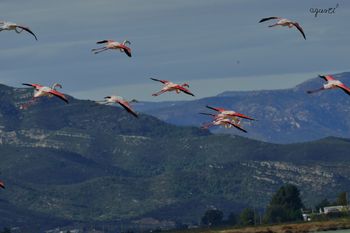 Flamencs volant – Delta D’Ebre.
