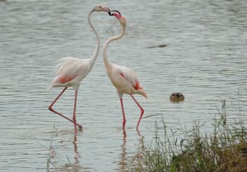 Flamencs - Aiguamolls de l'Emporda