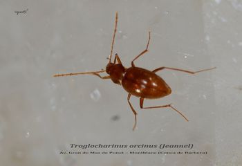 Troglocharinus orcinus - Av.Gran de Mas de Ponet Montblanc (CONCA DE BARBERA)