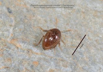 Pseudospeonomus raolai - Av.Cau del Lliri  Cap de Norfeu (Comarca l'ALT EMPORDÀ)