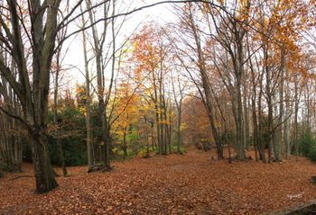 TARDOR - Parc natural del Montseny