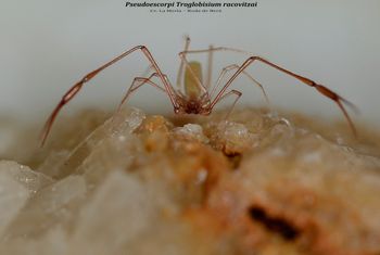 Pseudoescorpi Troglobisium racovitzai - Cv. La Merla – Roda de Berá Comarca del Tarragonès
