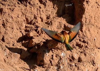 Abellerol (Merops apiaster) LA NOGUERA