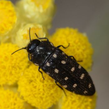 FLORA I INSECTES