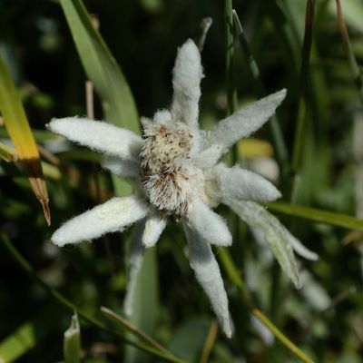 FLOR EDELWEISS - Coll de Tella (SOBRARB – ARAGÓ) 