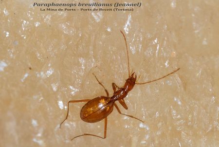 PARAPHAENOPS BREUILIANUS - LA MINA DE PORTS - PORTS  (BAIX EBRE)