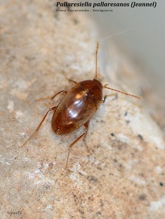 PALLARESIELLA PALLARESANUS - COVA SAVARNEDA - SORIGUERA (PALLARS SOBIRÀ)