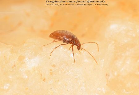 TROGLOCHARINUS FONTI -  POU DEL CURS / AVENC DE COMIOLS – ARTESA DE SEGRE (LA NOGUERA) 