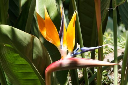 Flor d'Au del Paradís - Strelitzia reginae