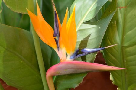 Flor d'Au del Paradís - Strelitzia reginae