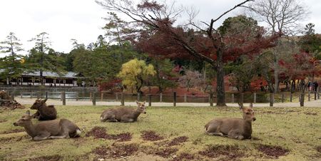 PARC DE NARA – NARA - JAPÓ