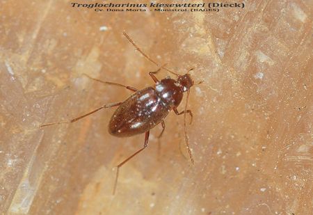 TROGLOCHARINUS KIESSENWETERI  - COVA DE LA DONA MORTA - MONISTROL (BAGES)