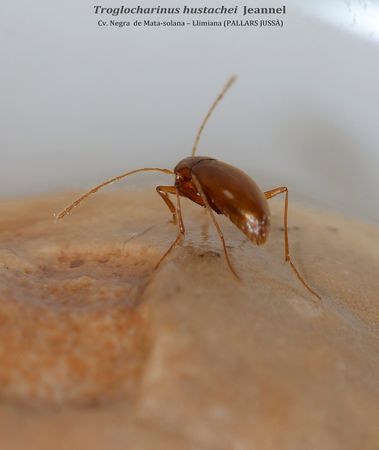 TROGLOCHARINUS HUSTACHEI  -  Cv. Negra  de Mata-solana – Llimiana (PALLARS JUSSÀ)