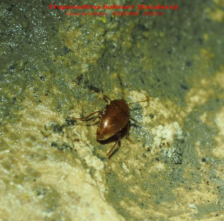 TRAPEZODIRUS BOLIVARI - Cueva de Ardales – SOBRARBE - HUESCA