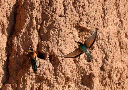 Abellerol (Merops apiaster) LA NOGUERA