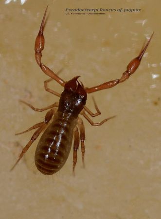 PSEUESCORPí RONCUS - COVA FURONERA - ULLDEMOLINS