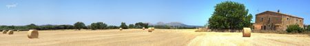 Camp de blat, a PALS, als fons es veu el Castell de Montgrí - Catalunya