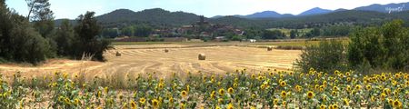 Camp de blat, a PALS - Catalunya