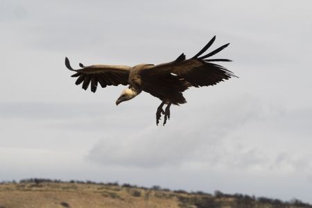 AUS RAPINYARES A LA NOGUERA - LLEIDA - CATALUNYA