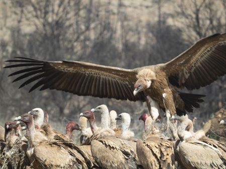 AUS RAPINYARES A LA NOGUERA - LLEIDA - CATALUNYA