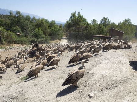 PIRINEOS BIRD CENTER - AINSA - SOBRARBE 