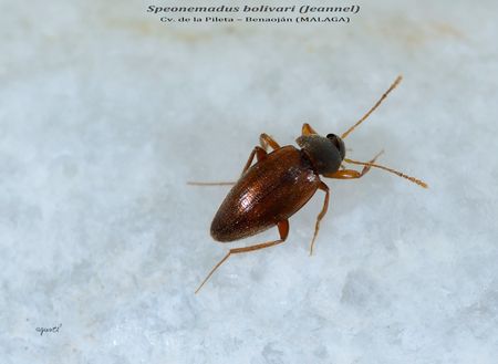 Speonemadus bolivari (Jeannel) - Cv. de la Pileta Benaoján (MALAGA)