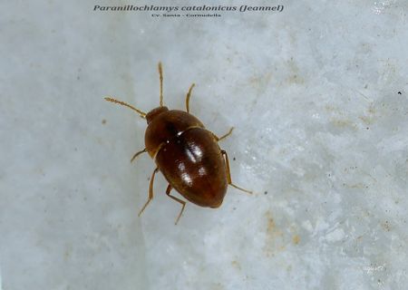 Paranillochlamys catalonicus (Jeannel) - Cv. Santa CORNUDELLA (Comarca del PRIORAT)