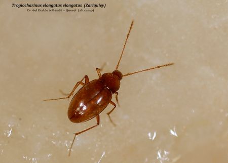 Troglocharinus elongatus elongatus  (Zariquiey) - Cv. del Diable o Mandil – Querol  (ALT CAMP)