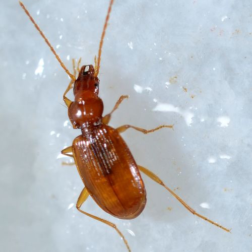 COLEÒPTERS CARABIDAE