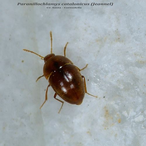 COLEÒPTERS  LEOIDIDAE