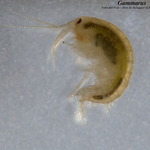 FAUNA - GAMMARUS