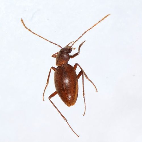 COLEÒPTERS  LEODIDAE - TROGLOCHARINUS