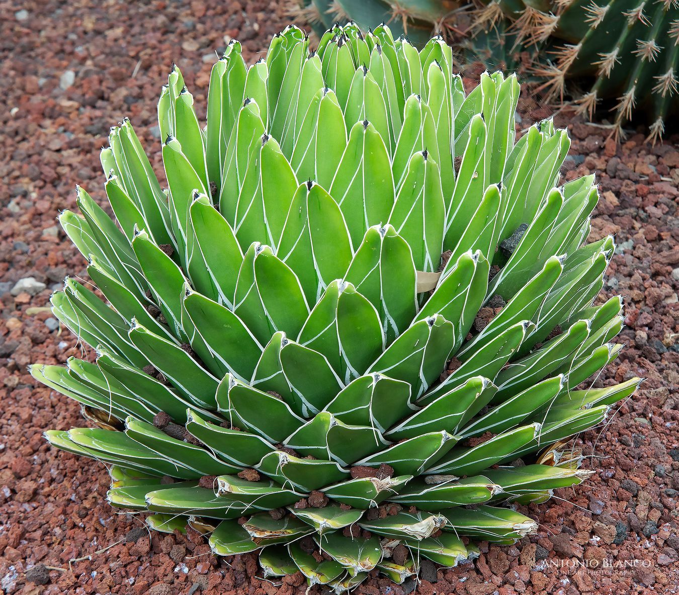 Fuerteventura