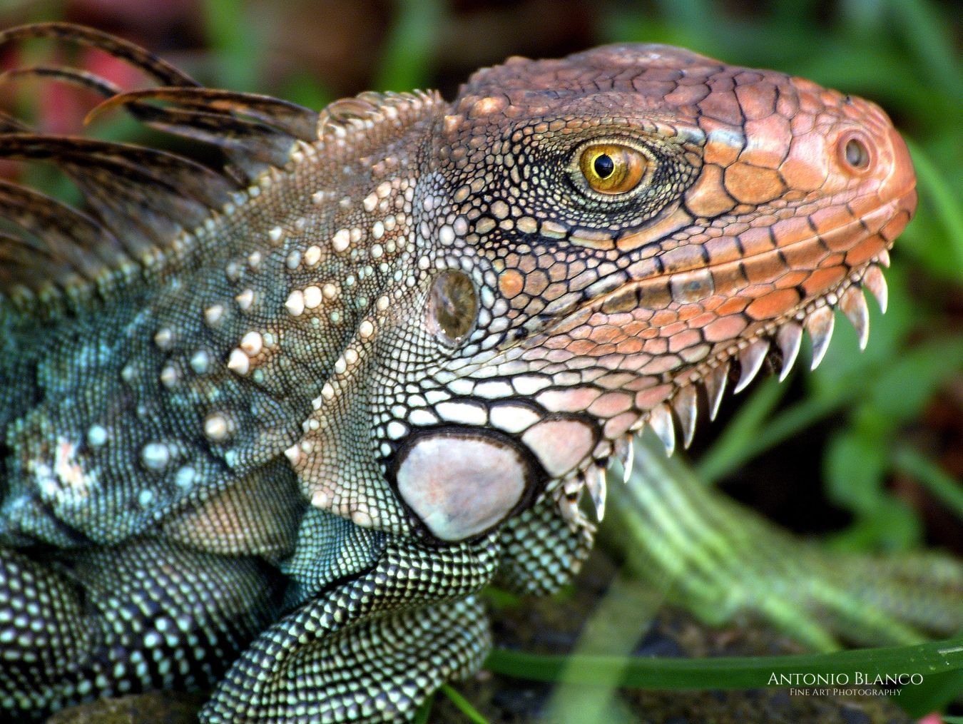 Iguana_Costa Rica