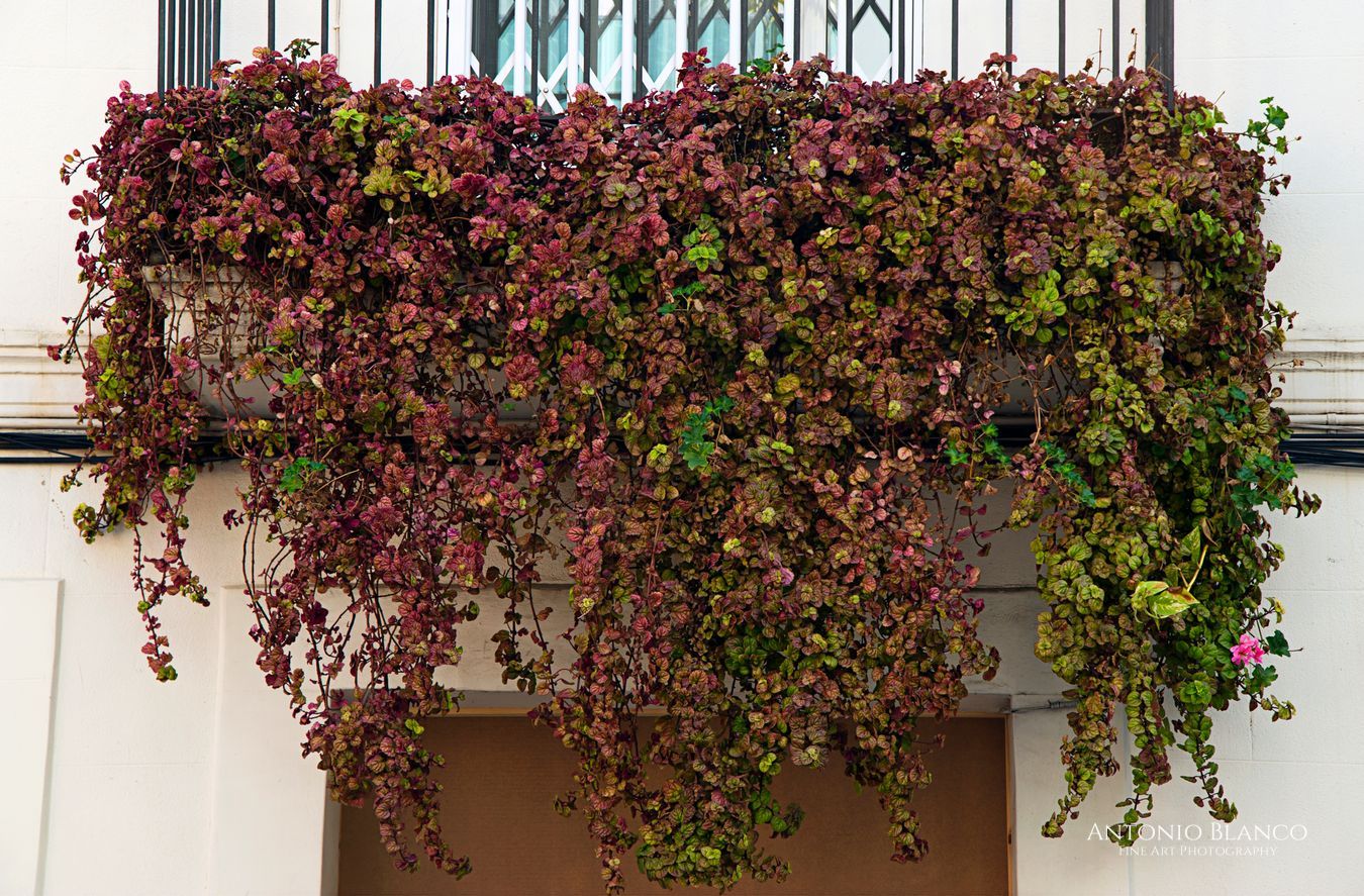 Carrer Torrent d'en Vidalet