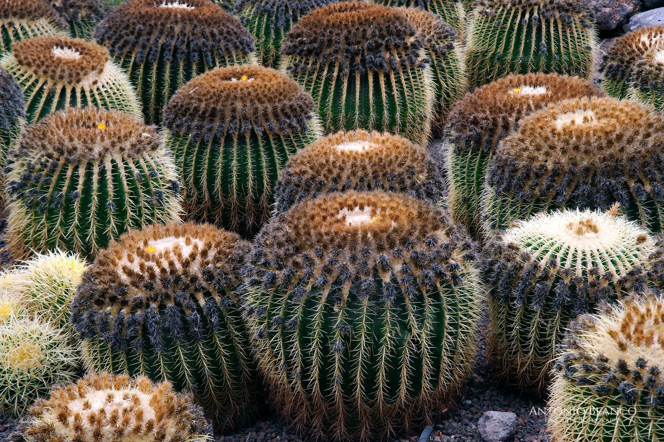 Fuerteventura