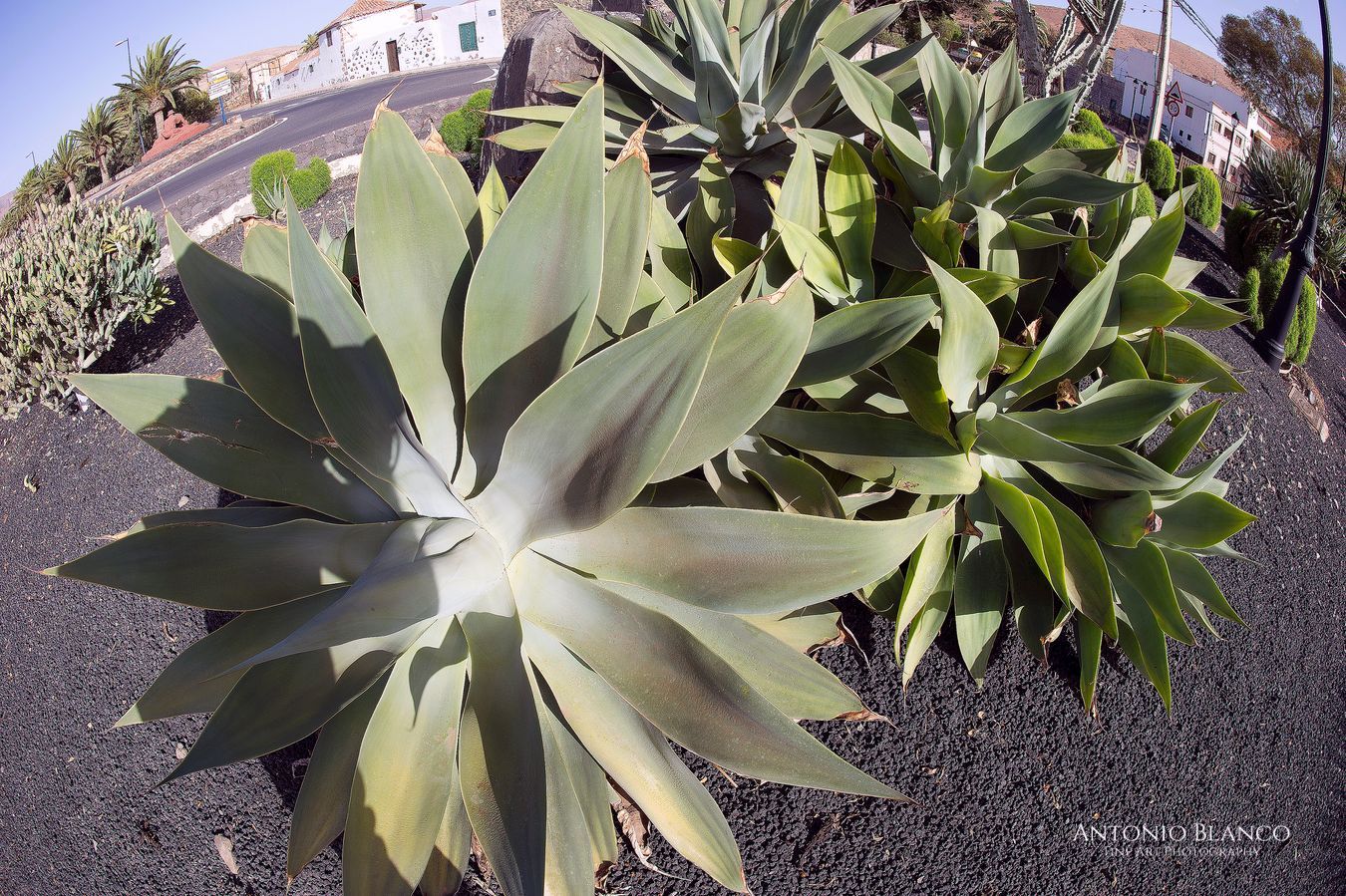 Pájara (Fuerteventura)