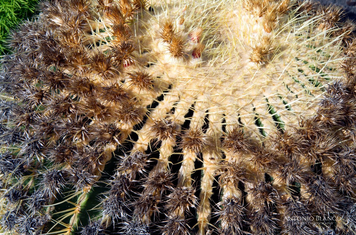 Pájara (Fuerteventura)