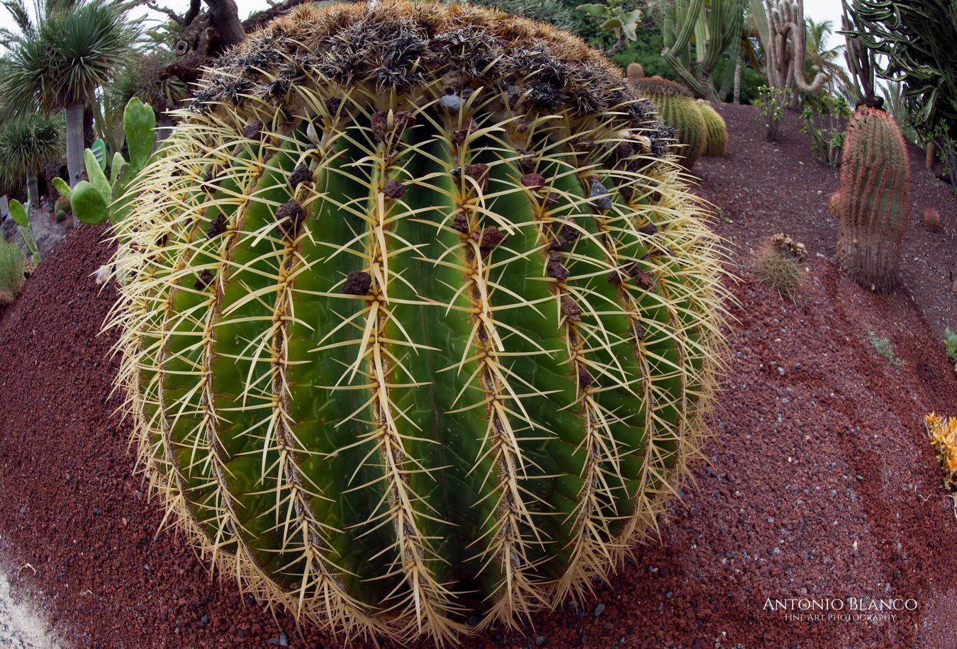 Fuerteventura