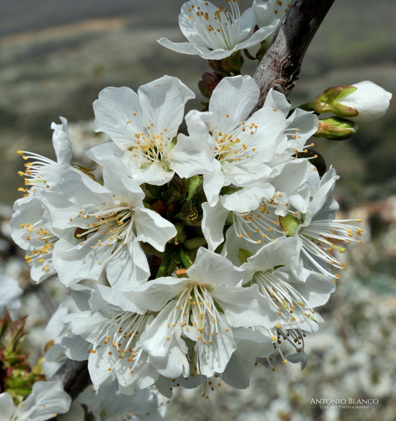 Cherry bloom_Jerte